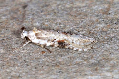 Réf. 357 489 : Agonopterix alstromeriana